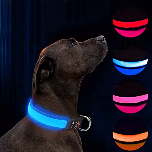Havenfly Collare Luminoso per Cani,Ricaricabile Tramite USB LED collare,Ultra Luminoso con 3 modalità D ardore e Misura Regolabile Adatto per Tutti i Cani Gatti