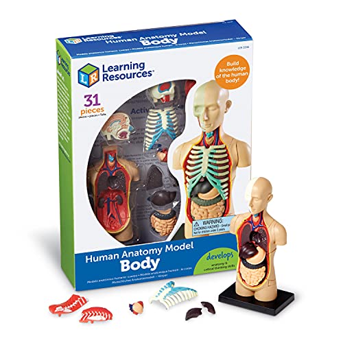 Learning Resources LER3336 - Modello anatomico di corpo umano, Mult...