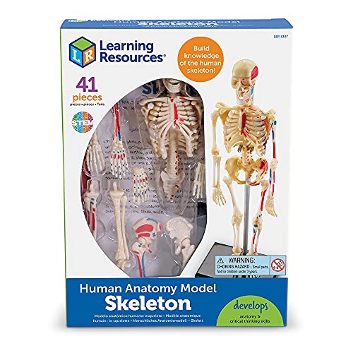 Learning Resources Modello di scheletro umano...