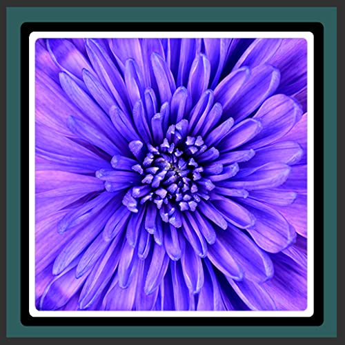 Sfondi animati Violet Flower