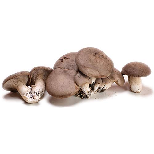Balletta per la Produzione Professionale di Funghi Cardoncelli Pleurotus Eryngii Ideale per la Coltivazione del Fungo Cardoncello Pugliese Substrato e Ceppo (1)