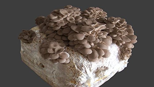Fungo Funghi Pane dei Funghi cardoncelli della Puglia pugliesi da 3 kg più cacciate con micelio selezionato di Prima Scelta