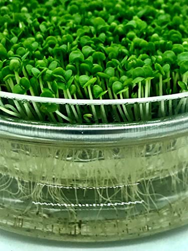 Italian Sprout - Altro - Germogliatore in vetro...